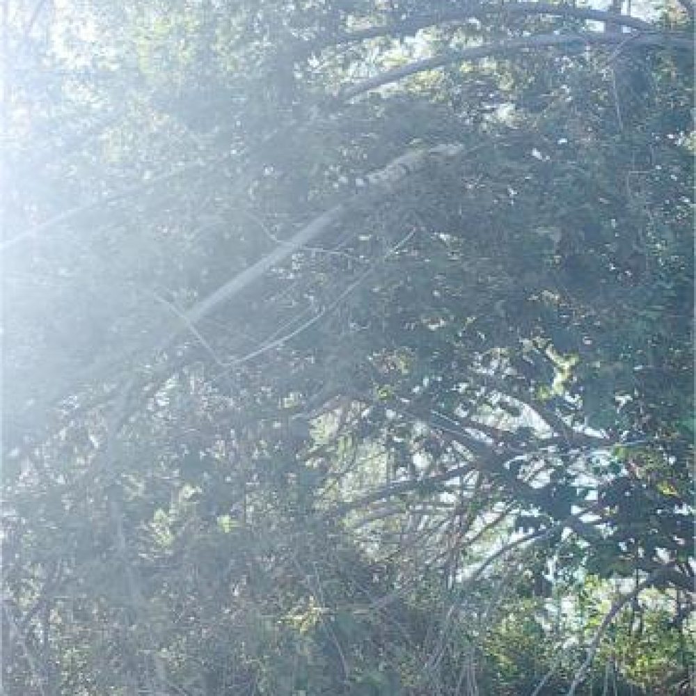 image00010 (2)