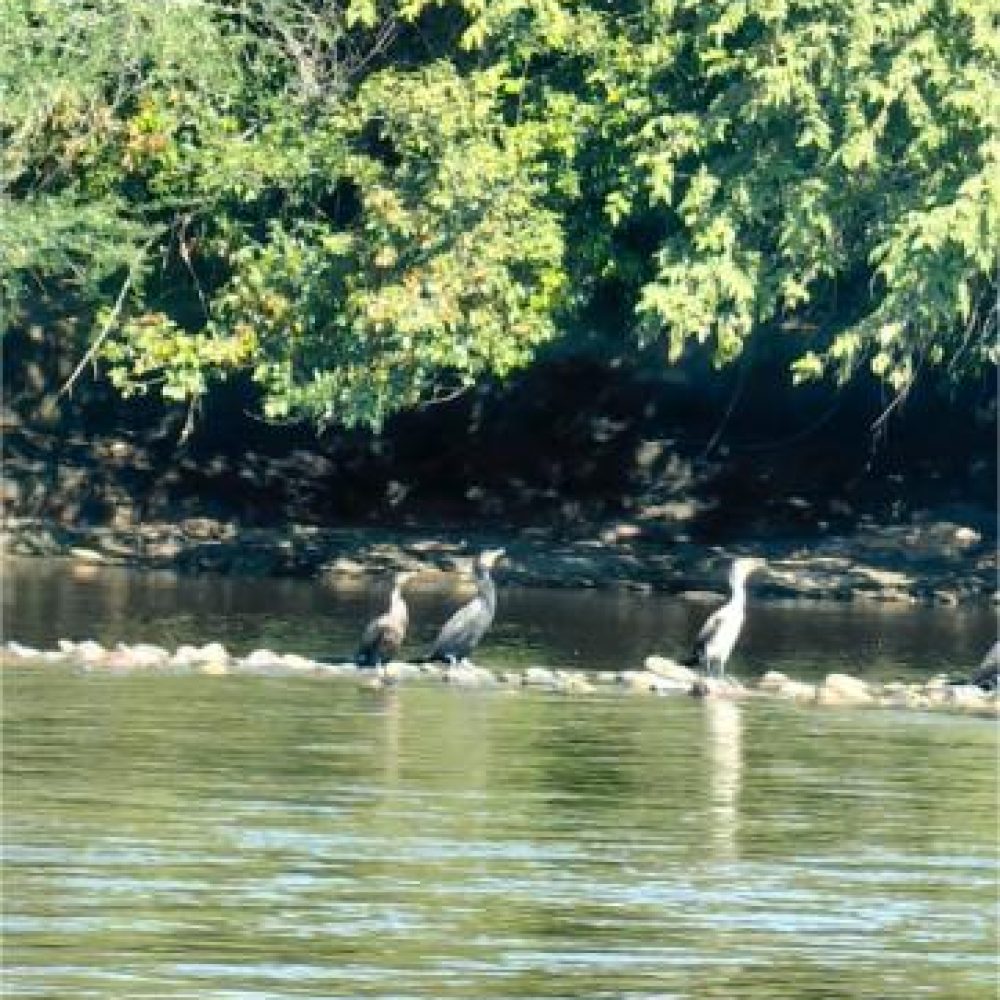 image00011 (2)