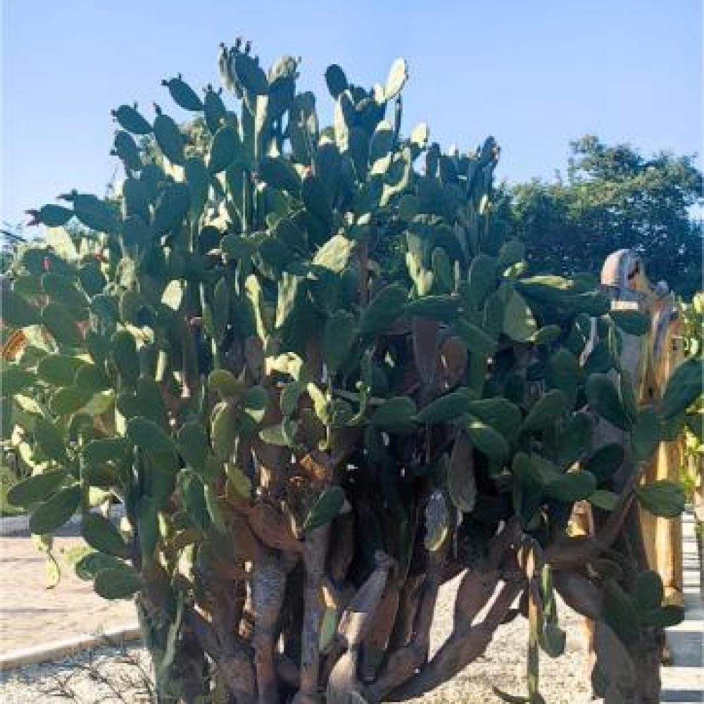 image00023 (2)