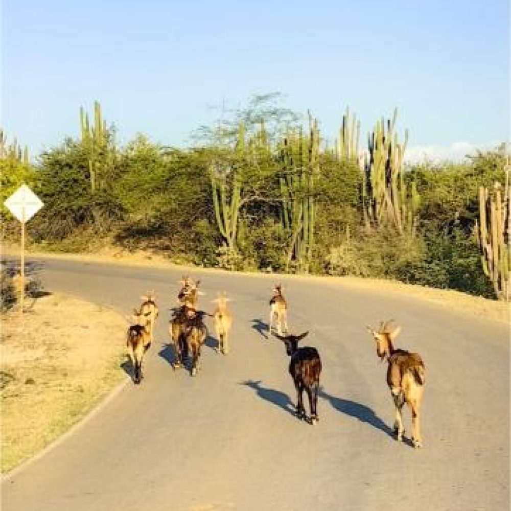 image00027 (2)